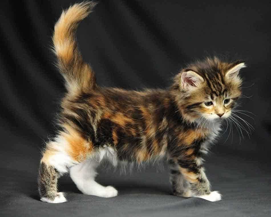 Calico For Sale In Pune