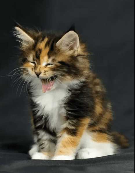 Calico For Sale In Pune