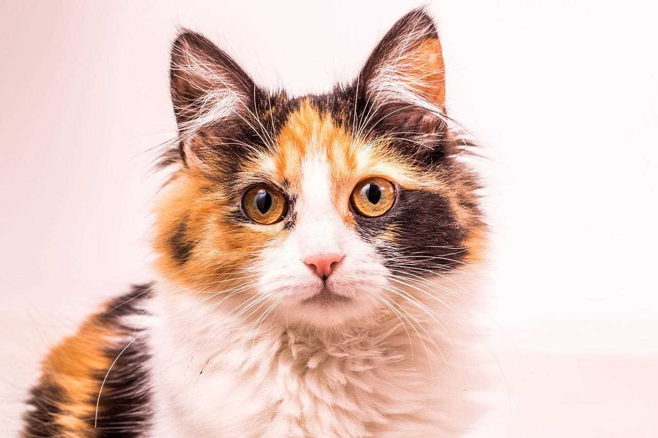 Calico For Sale In Coimbatore