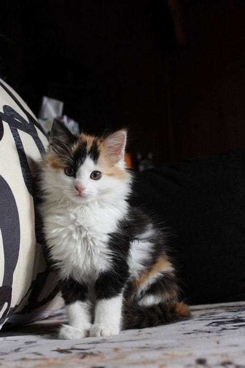 Calico For Sale In Coimbatore