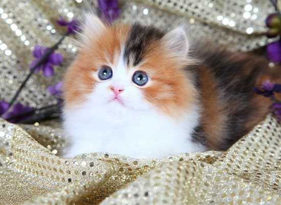 Calico For Sale In Hyderabad