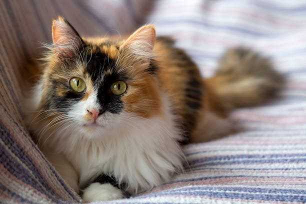 Calico For Sale In Hyderabad