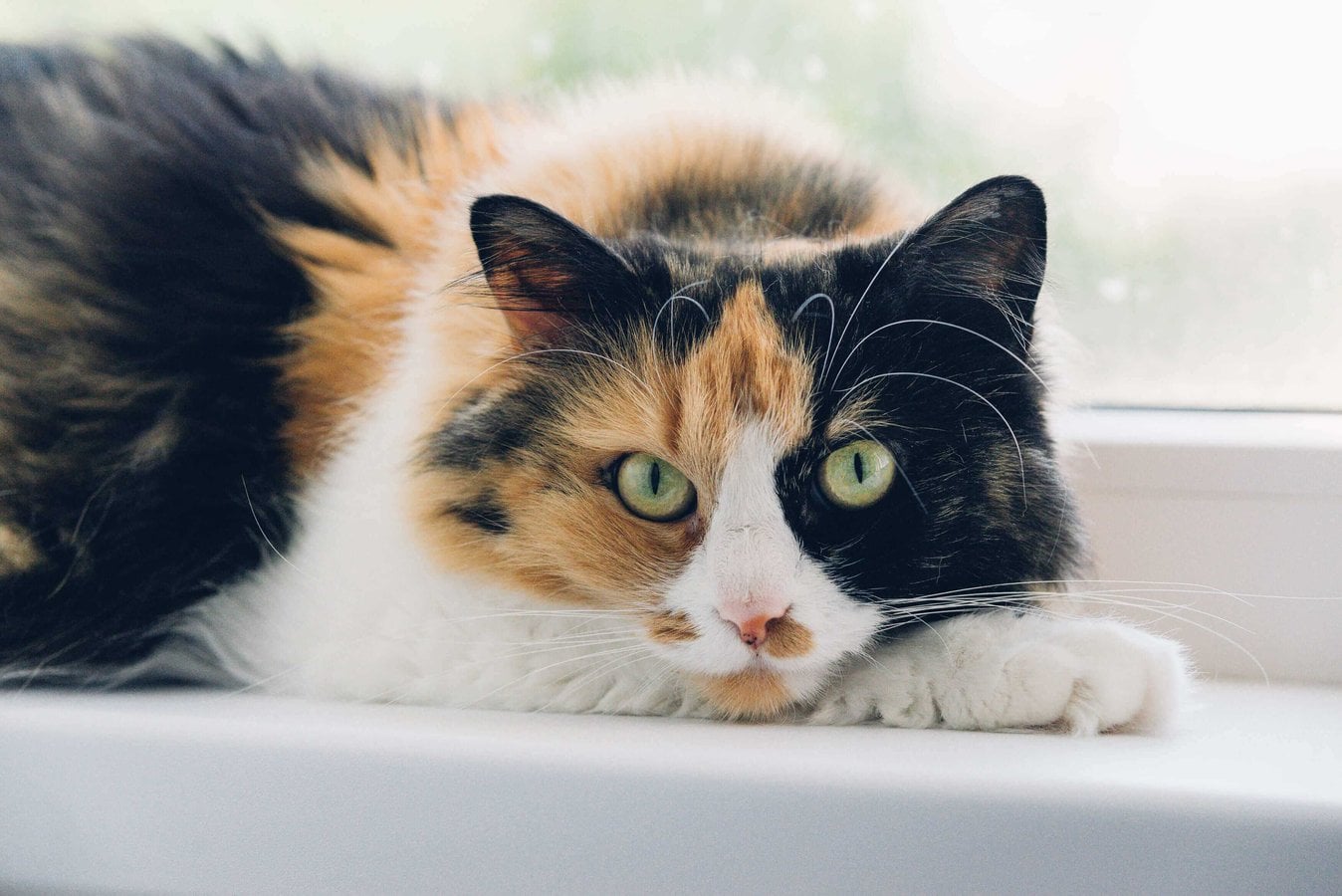 Calico For Sale In Lucknow