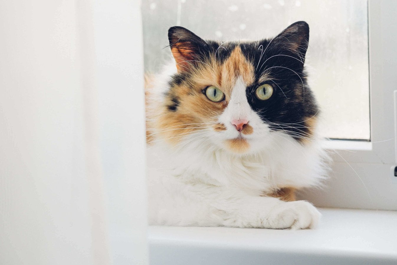 Calico For Sale In Kolkata