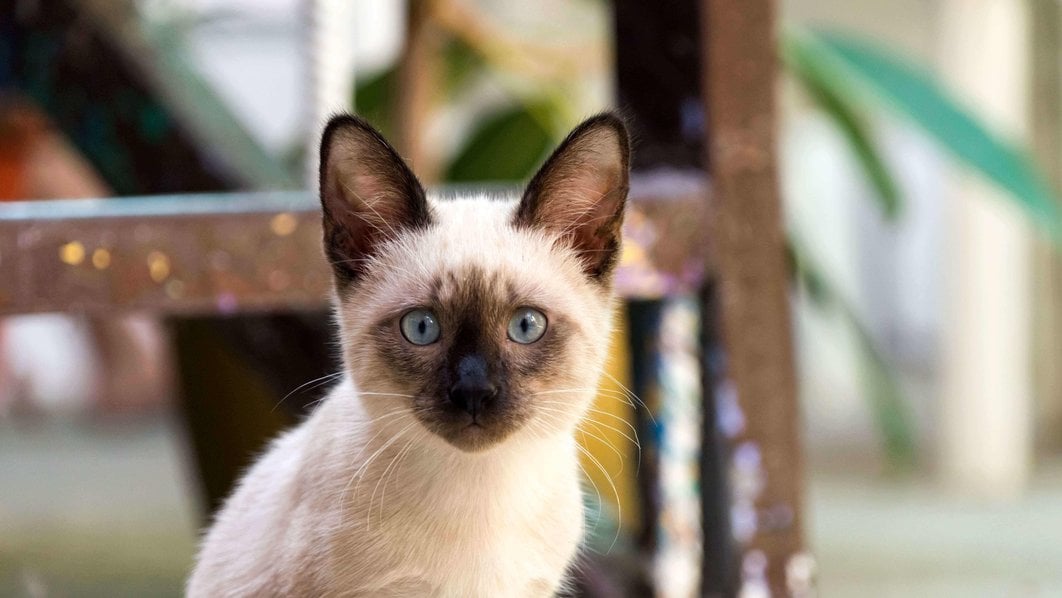 Siamese For Sale In Chennai