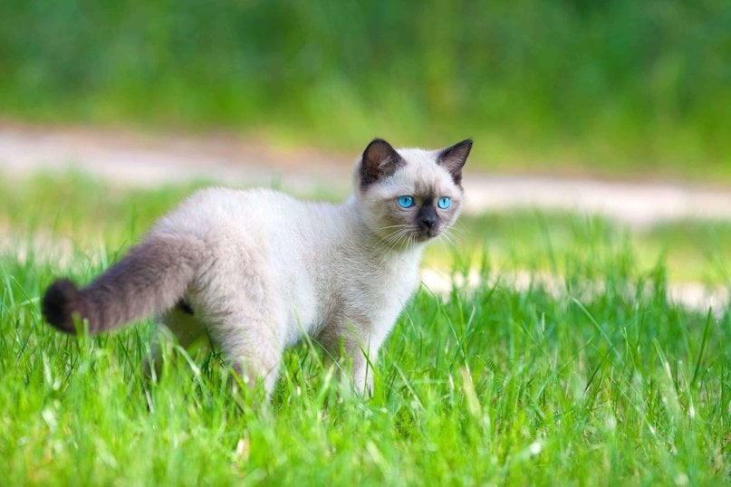 Siamese For Sale In Chennai