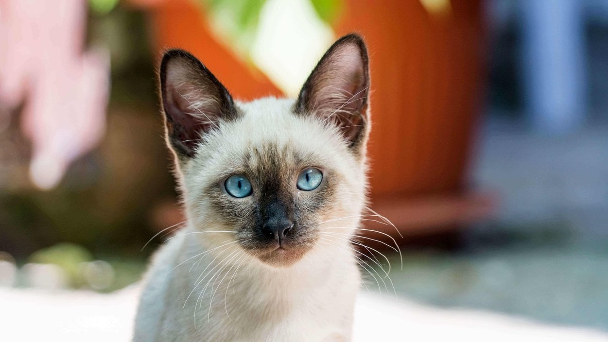Siamese For Sale In Hyderabad