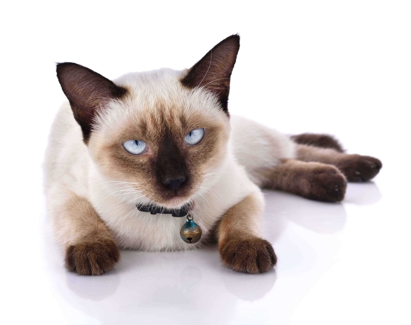 Siamese For Sale In Hyderabad
