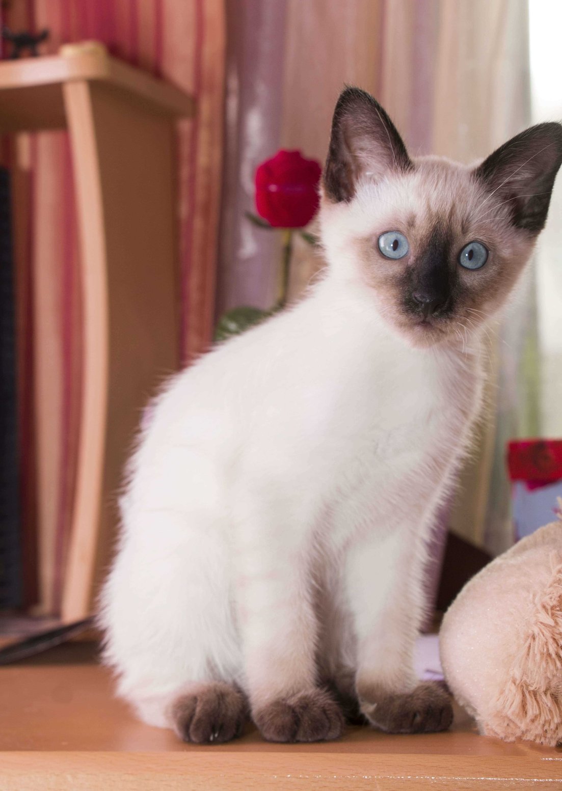 Siamese For Sale In Bangalore