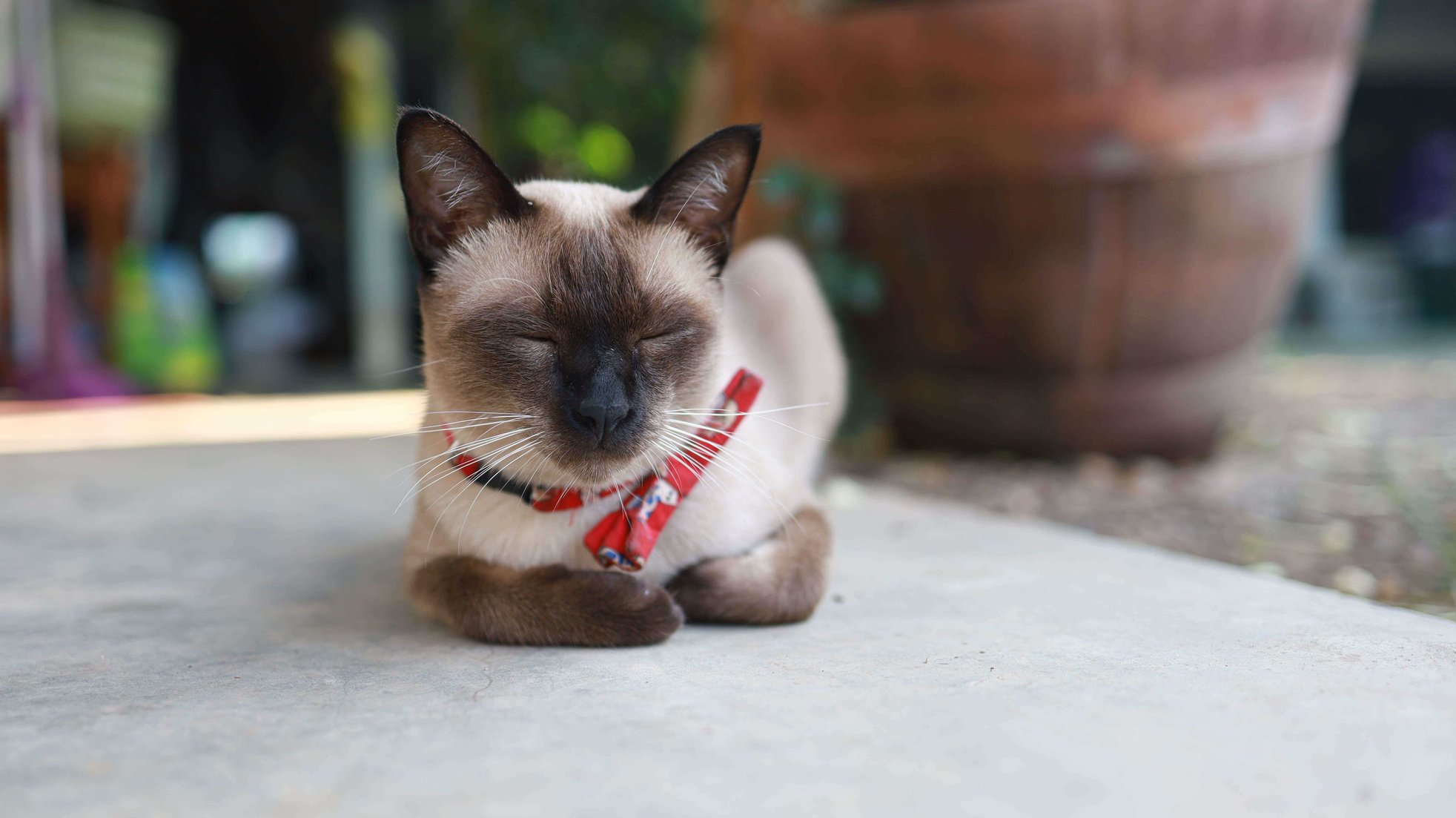 Siamese For Sale In Bangalore