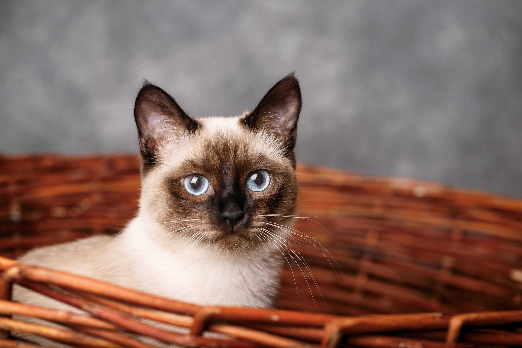 Siamese For Sale In Mumbai