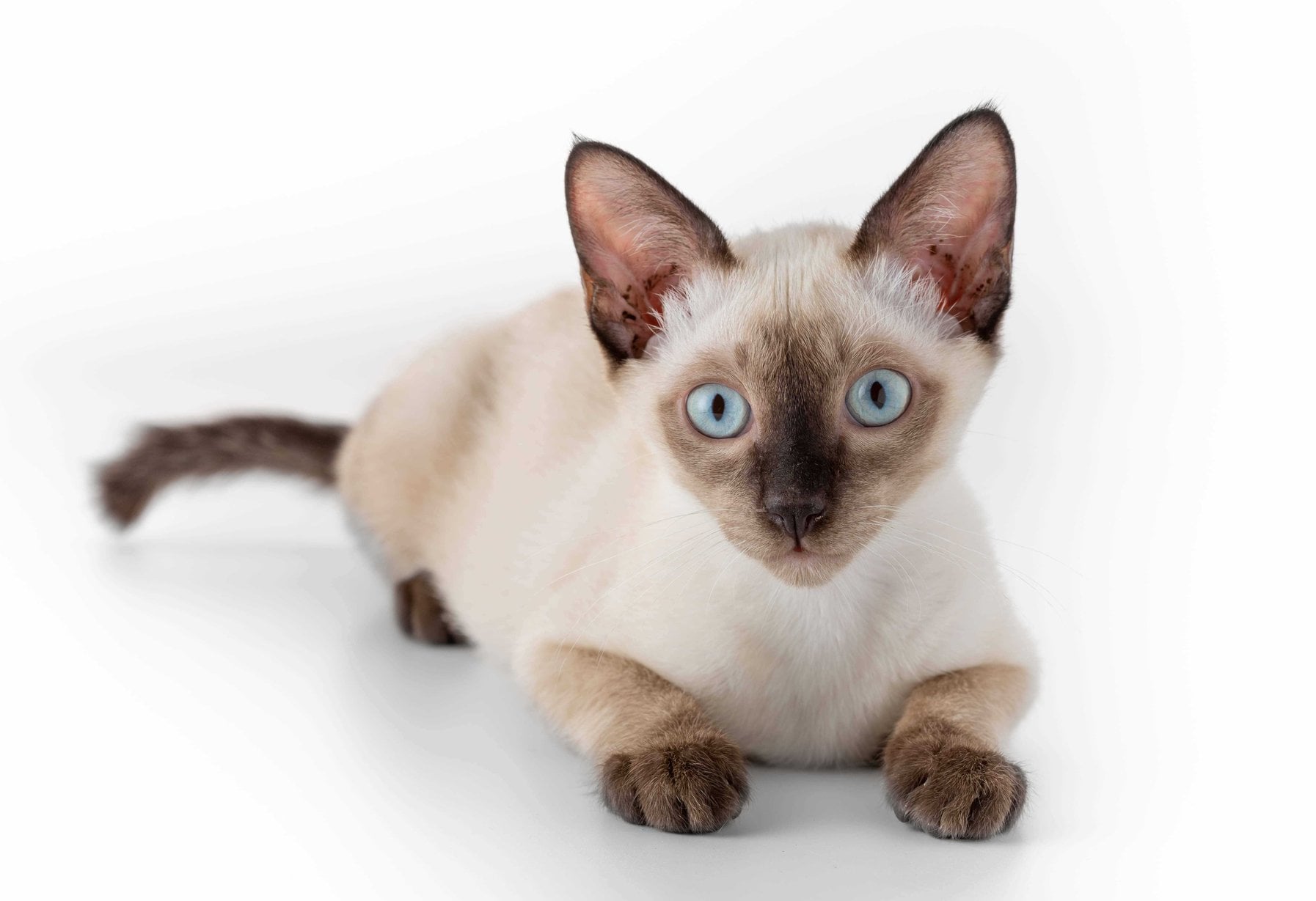 Siamese For Sale In Mumbai