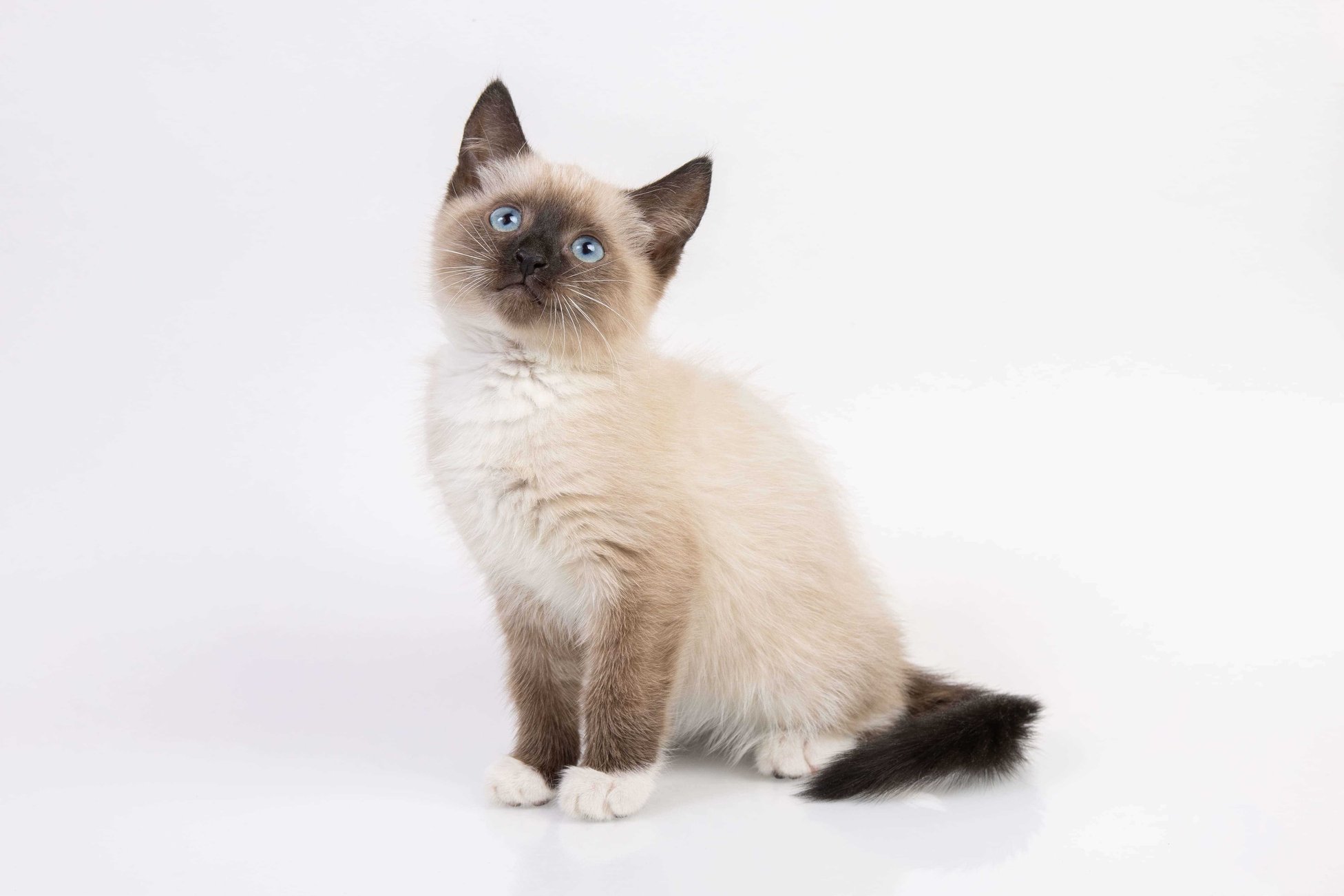 Siamese For Sale In Kochi
