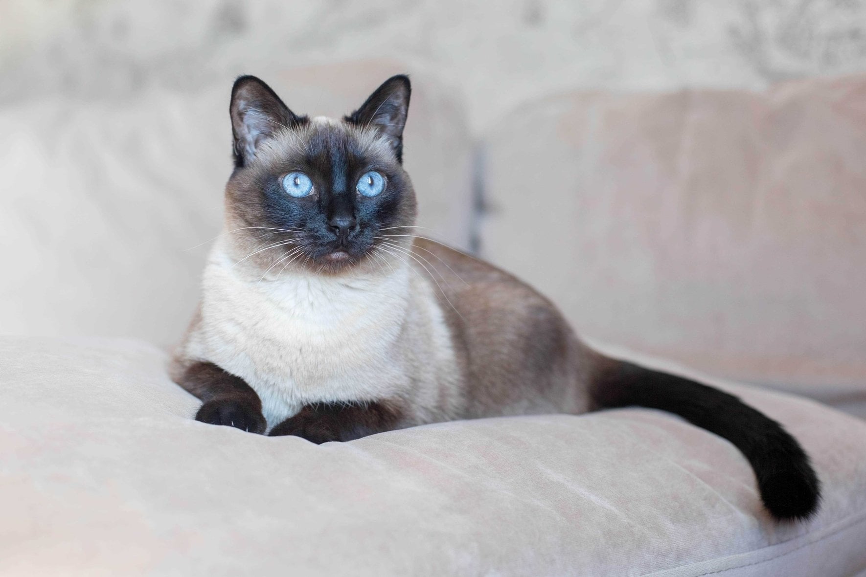 Siamese For Sale In Kochi