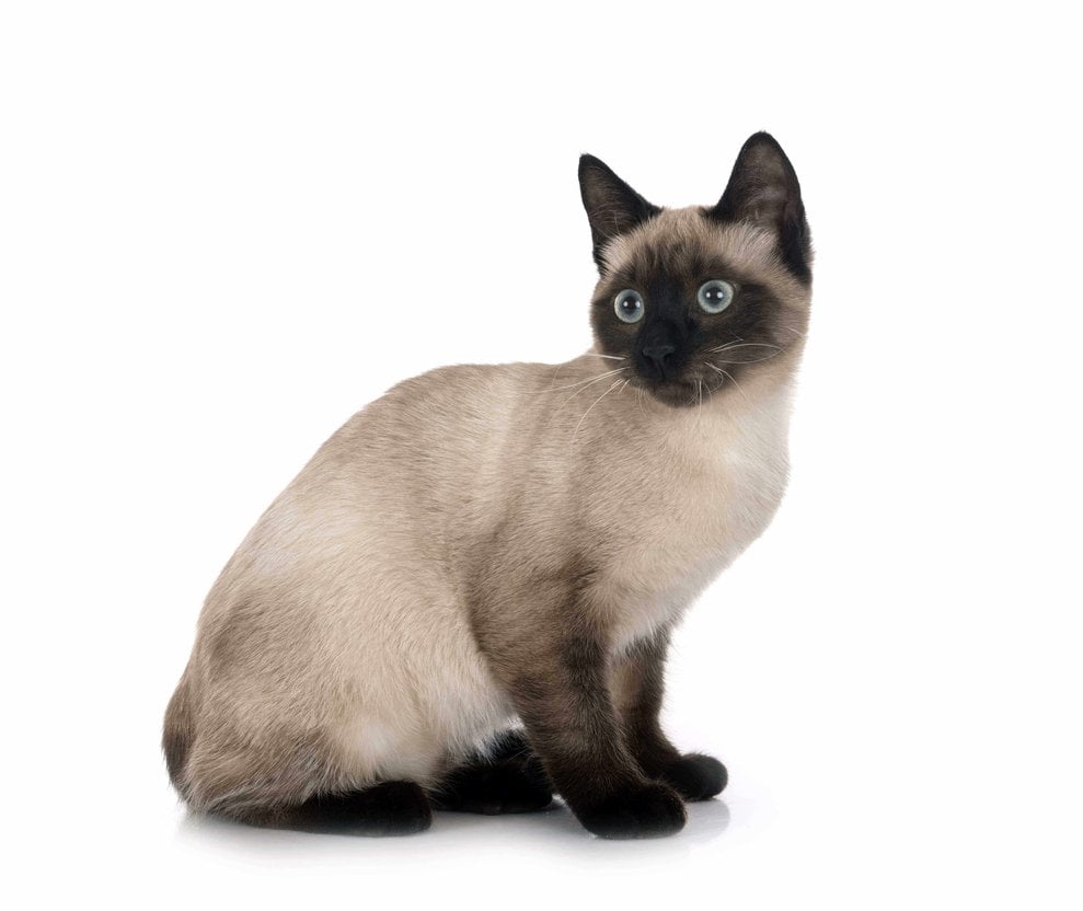 Siamese For Sale In Lucknow