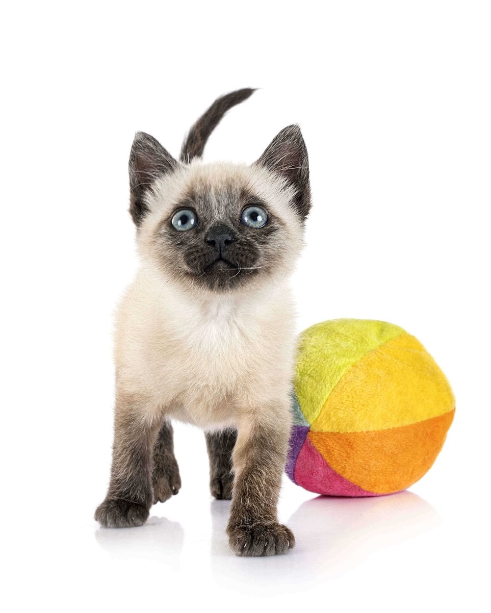 Siamese For Sale In Lucknow