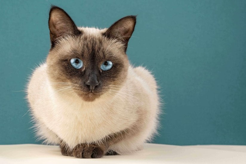 Siamese For Sale In Delhi
