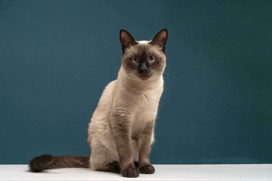 Siamese For Sale In Delhi