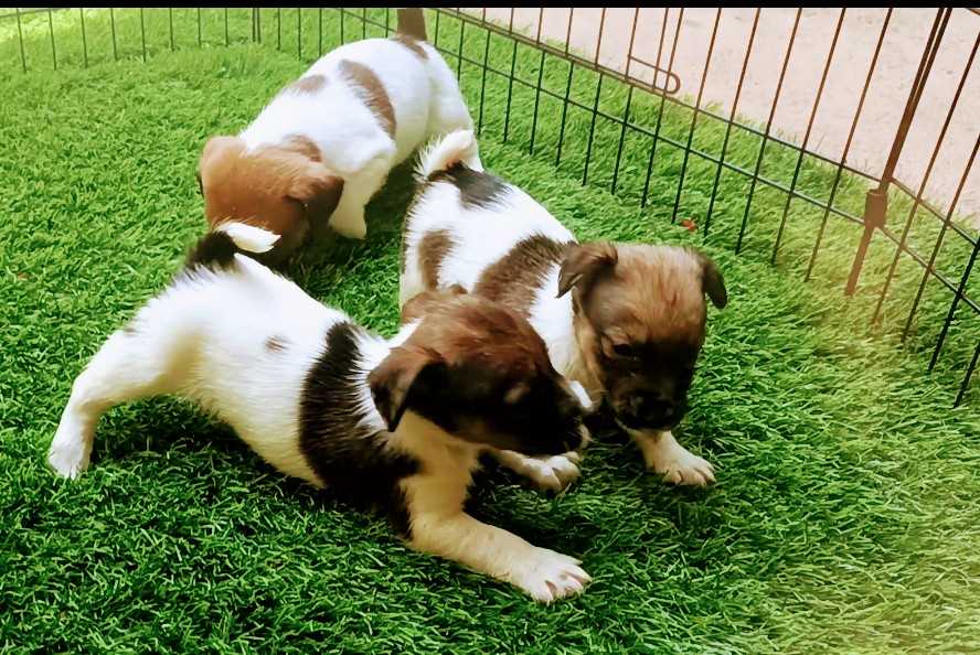Jack Russell Terrier For Sale In Kochi