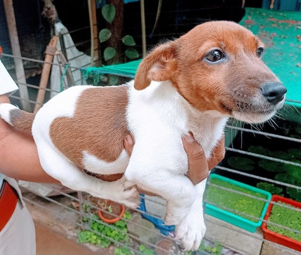 Jack Russell Terrier For Sale In Bangalore