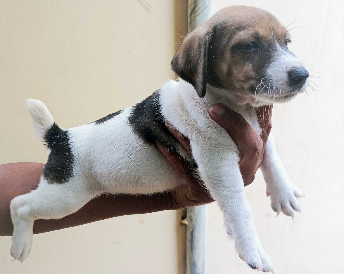 Jack Russell Terrier For Sale In Bangalore