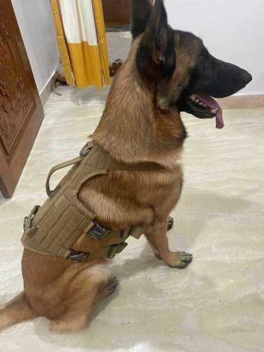 Belgian Malinois Dogs For Mating In Hyderabad