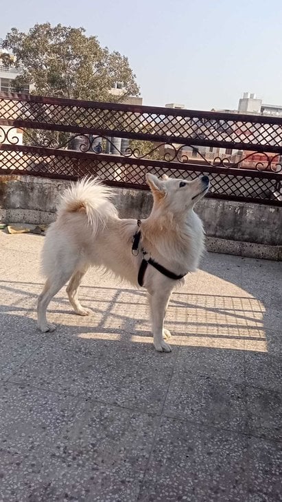 Indian Spitz Dogs For Mating In Jaipur