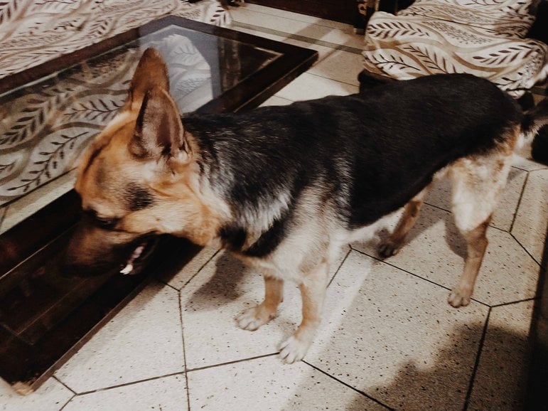 German Shepherd Dogs For Mating In Kanpur