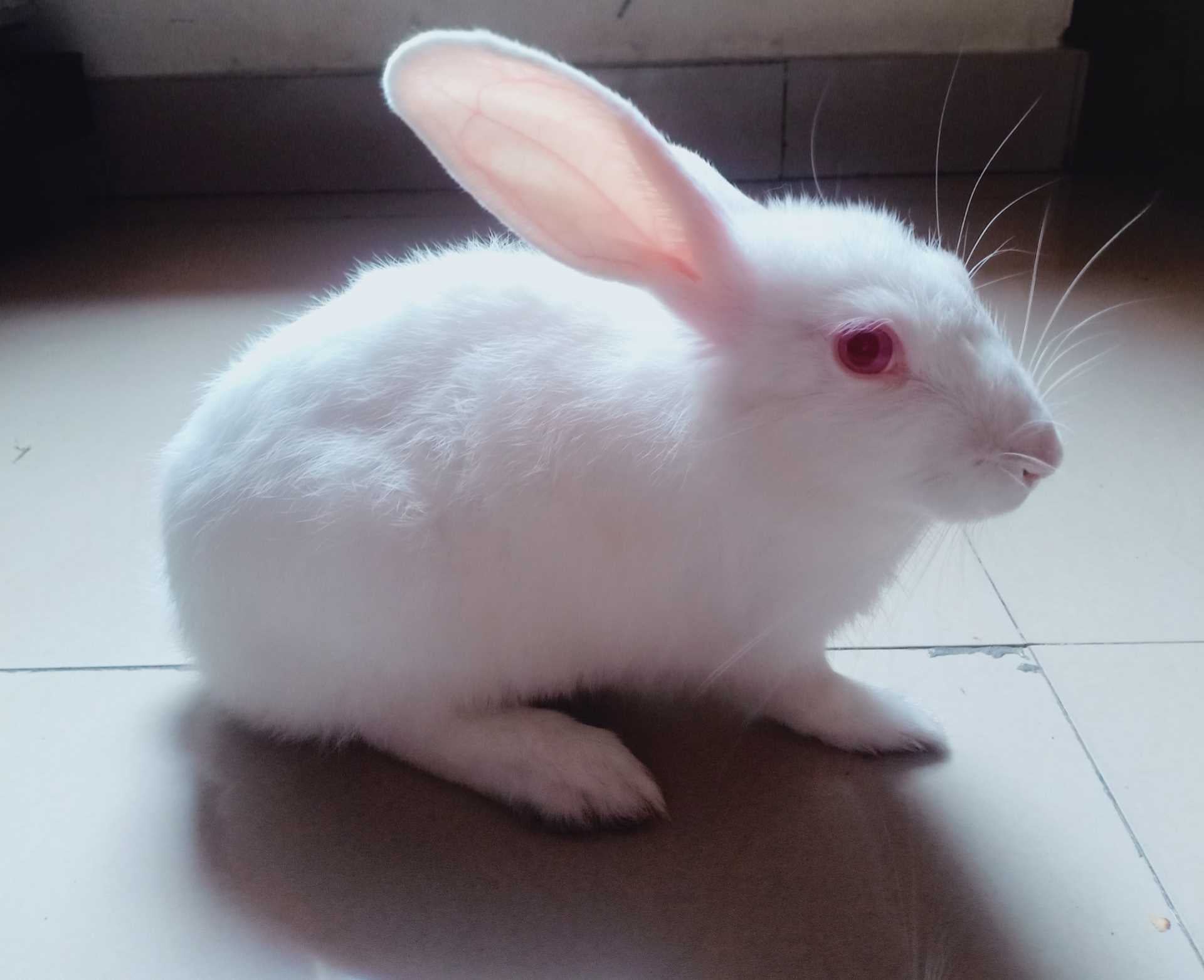 Rabbits For Adoption In Lucknow
