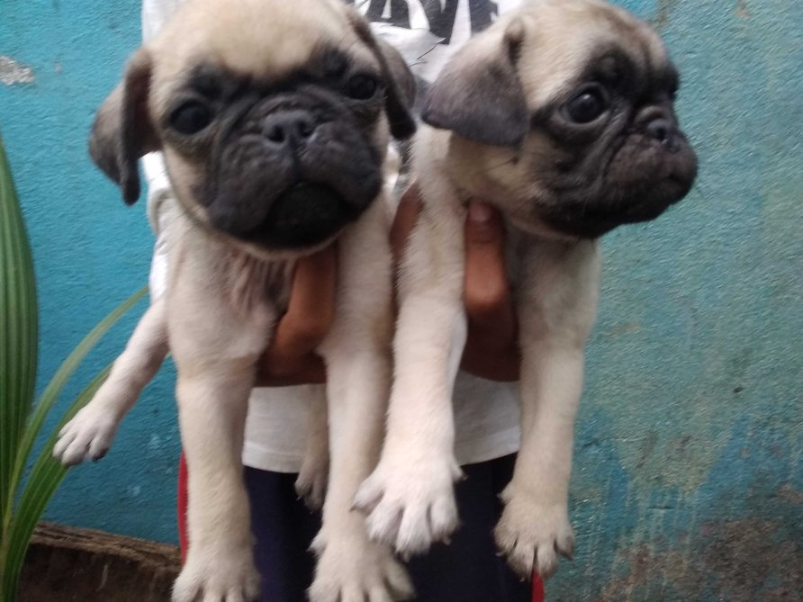 Pug For Sale In Delhi