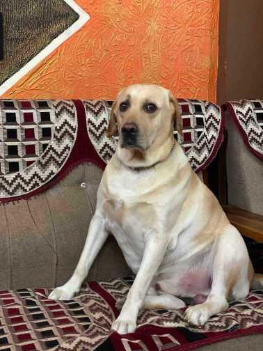 Labrador Retriever Dogs For Mating In Vizag