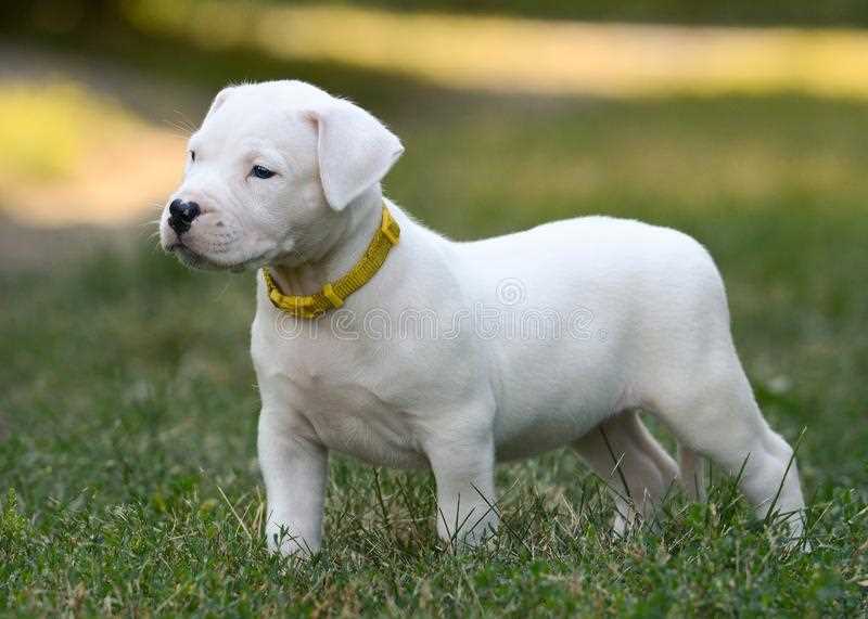 Dogo Argentino For Sale In Lucknow