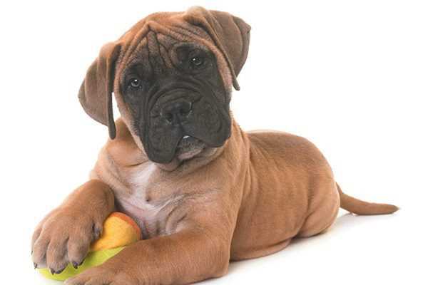Bullmastiff For Sale In Bangalore