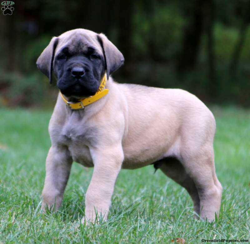 Bullmastiff For Sale In Bangalore