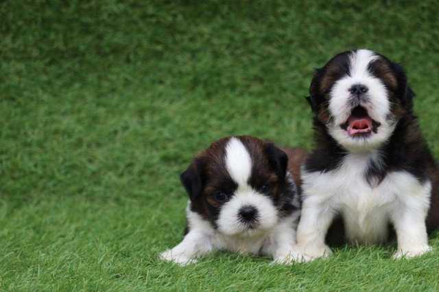 Shih Tzu For Sale In Vizag