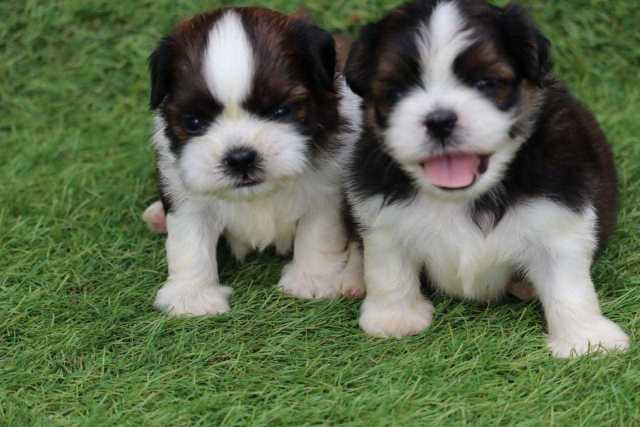 Shih Tzu For Sale In Vizag