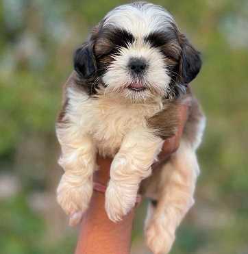Shih Tzu For Sale In Vizag