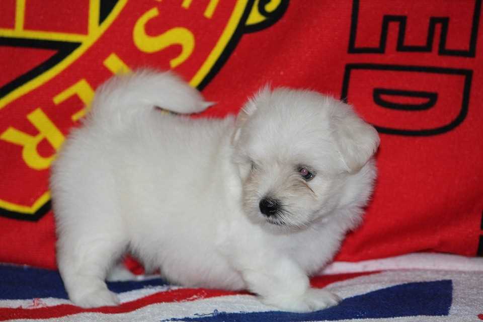 Maltese For Sale In Delhi