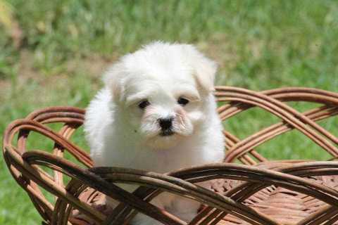 Maltese For Sale In Delhi