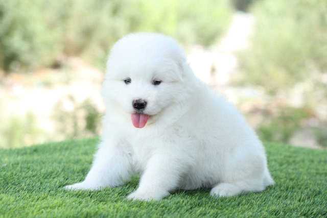 Samoyed For Sale In Mumbai