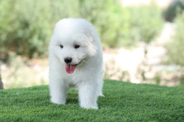 Samoyed For Sale In Mumbai