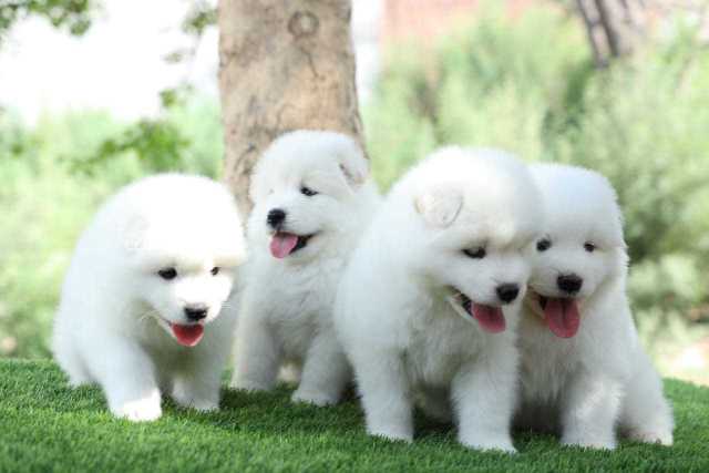 Samoyed For Sale In Mumbai