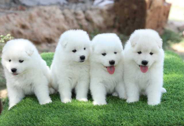 Samoyed For Sale In Pune