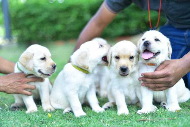 Labrador Retriever For Sale In Vadodara