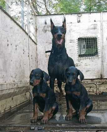 Doberman For Sale In Mumbai
