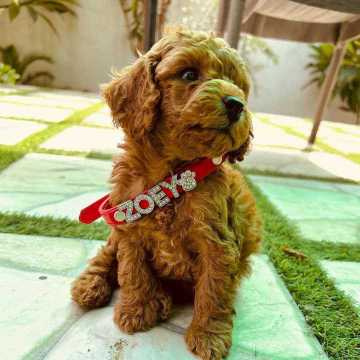 Poodle For Sale In Pune