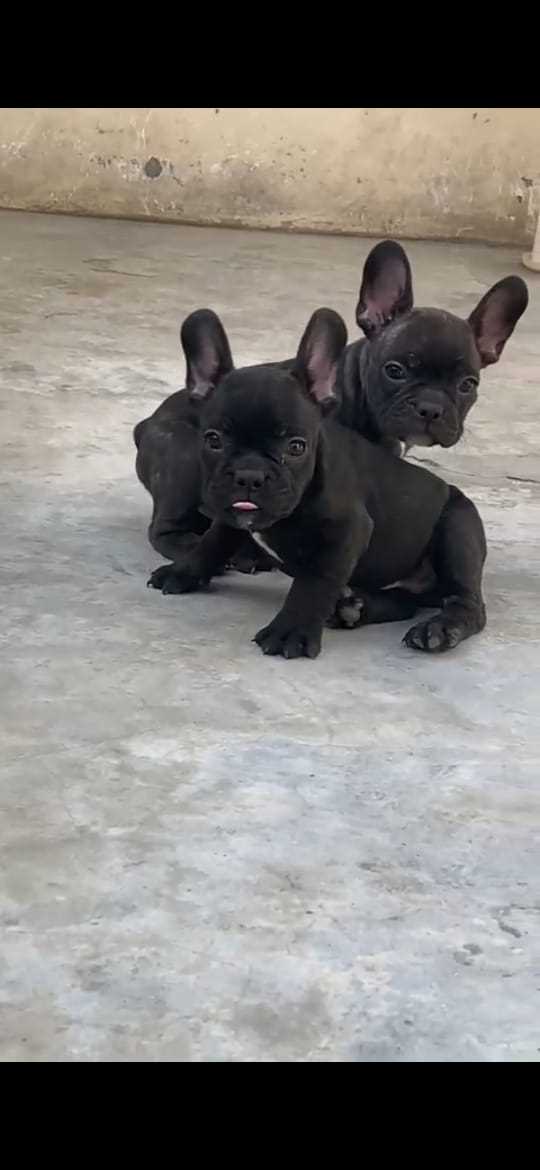 French Bulldog For Sale In Noida