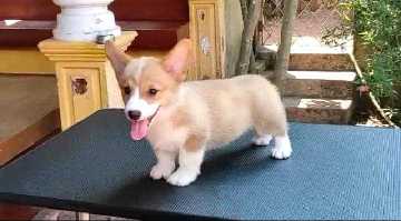 Pembroke Welsh Corgi For Sale In Mumbai
