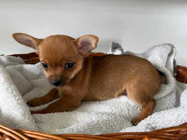 Chihuahua For Sale In Chennai