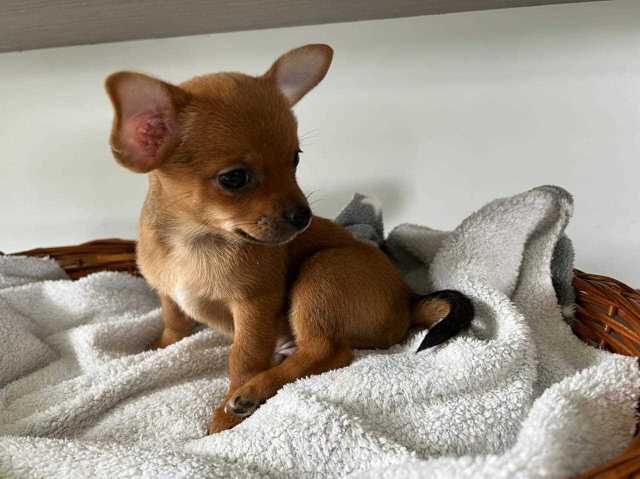 Chihuahua For Sale In Hyderabad